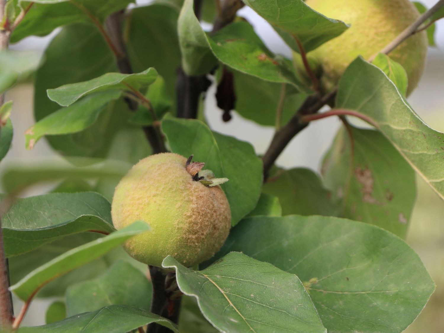 Echte Quitte / Apfelquitte 'Cydopom' - Cydonia oblonga 'Cydopom'