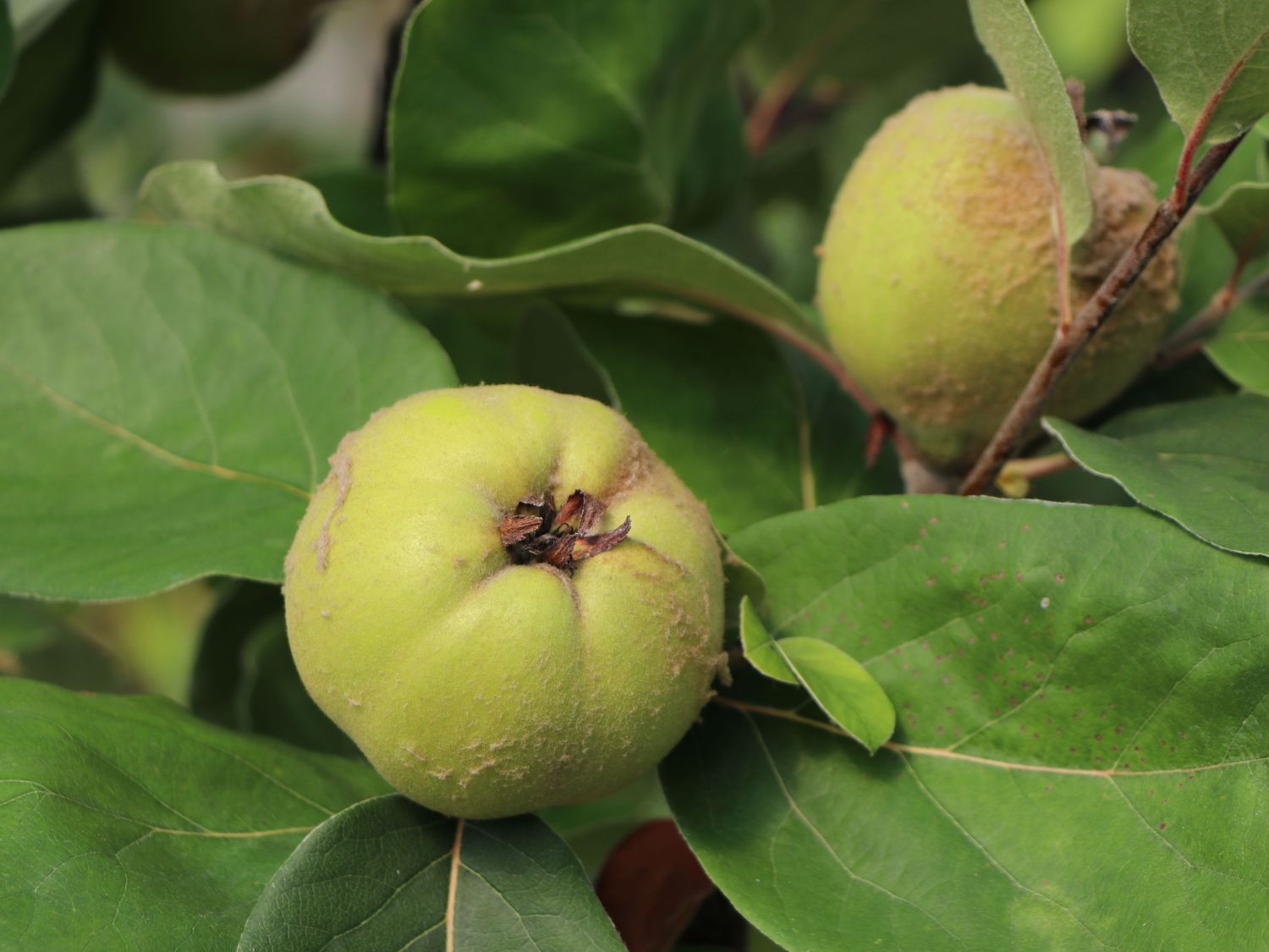 Echte Quitte / Apfelquitte 'Cydopom' - Cydonia oblonga 'Cydopom'