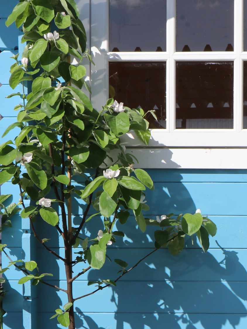 Echte Quitte / Apfelquitte 'Cydopom' - Cydonia oblonga 'Cydopom'