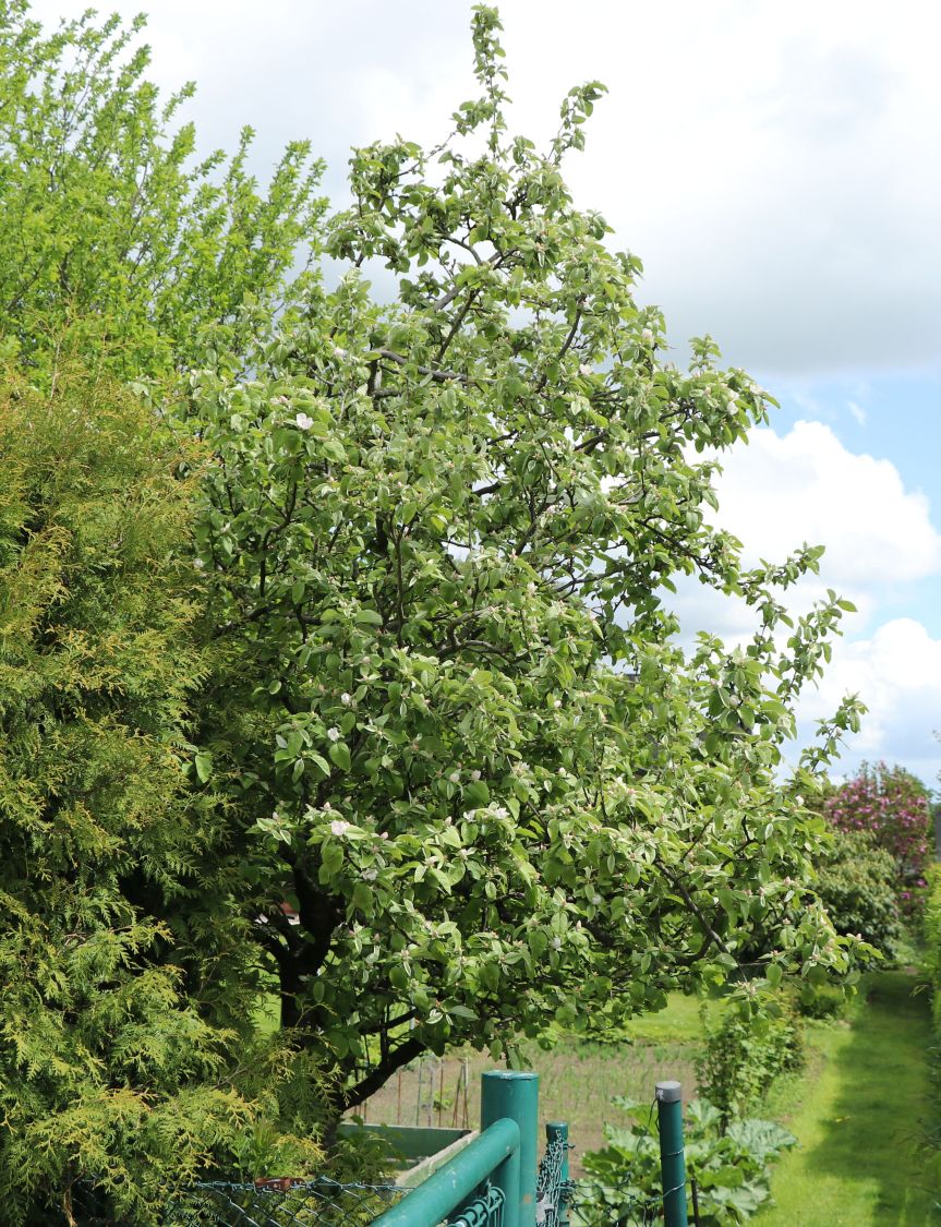 Echte Quitte / Apfelquitte 'Cydopom' - Cydonia oblonga 'Cydopom'