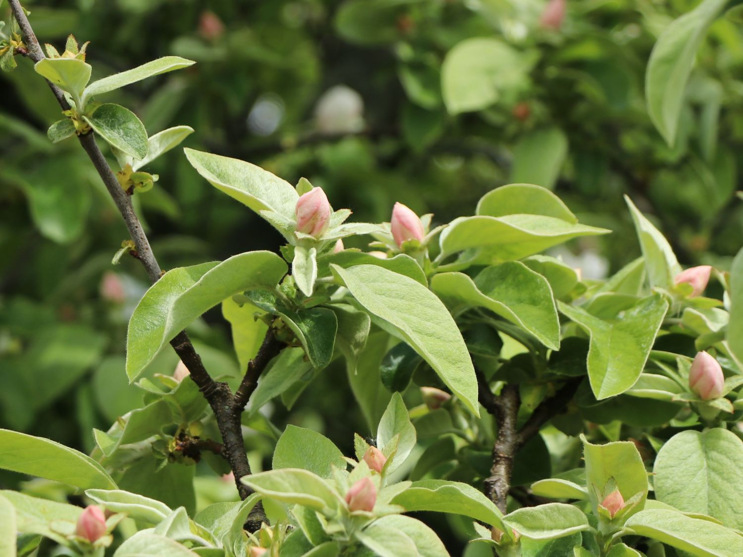 Echte Quitte / Apfelquitte 'Cydopom' - Cydonia oblonga 'Cydopom'