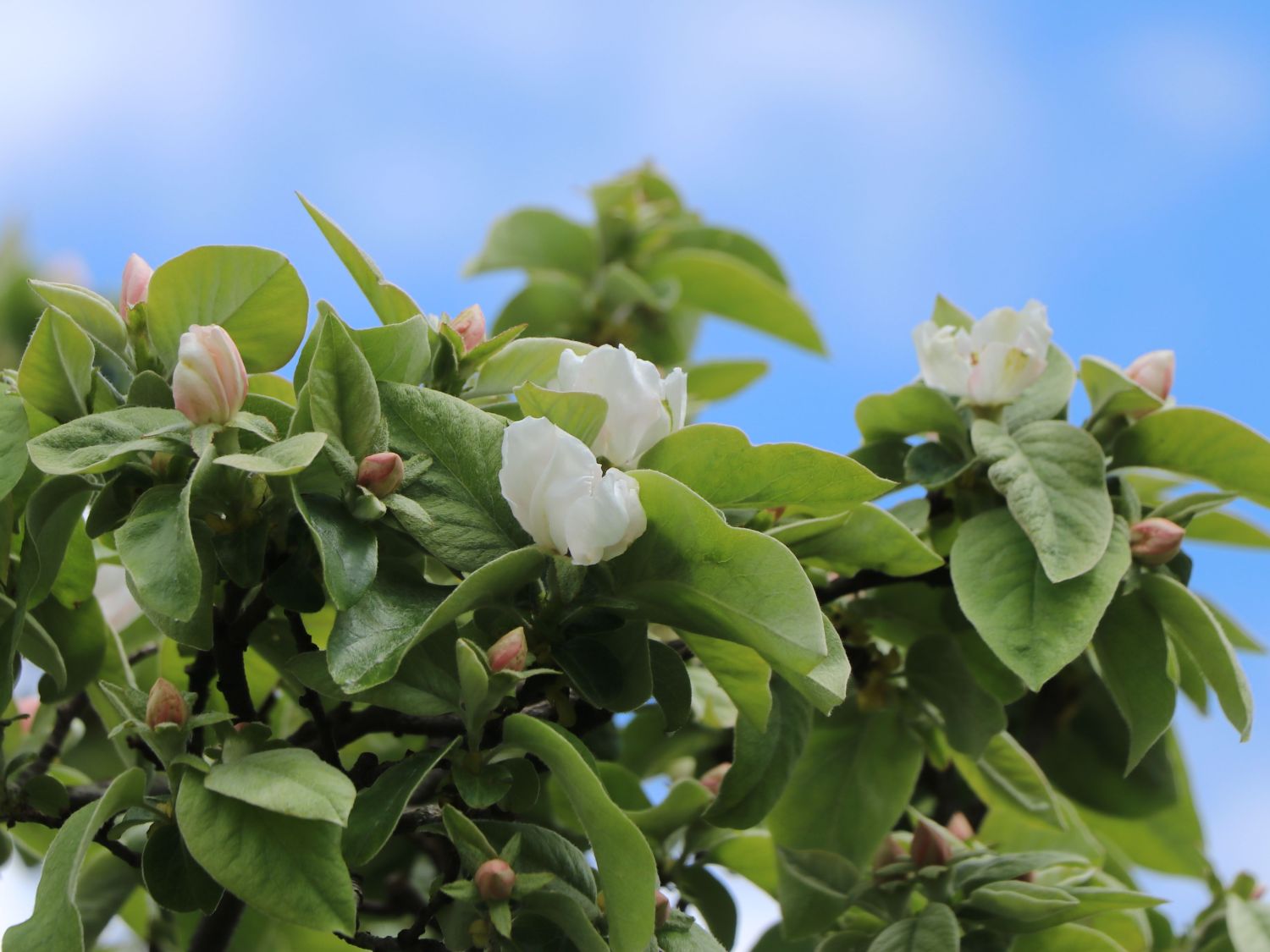 Echte Quitte / Apfelquitte 'Cydopom' - Cydonia oblonga 'Cydopom'
