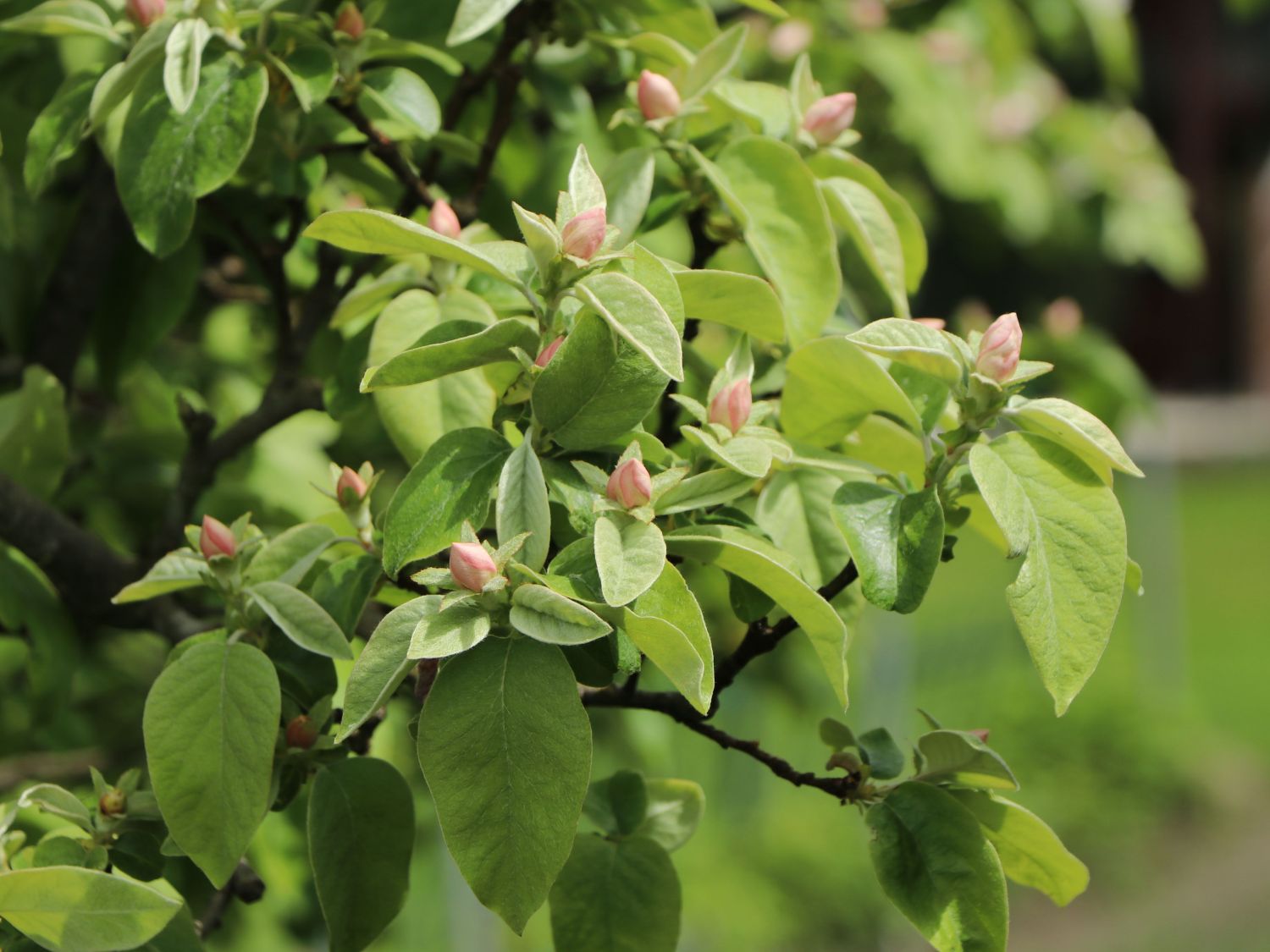Echte Quitte / Apfelquitte 'Cydopom' - Cydonia oblonga 'Cydopom'
