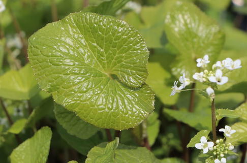 Echte Wasabi / Japanischer Meerrettich - Eutrema japonicum