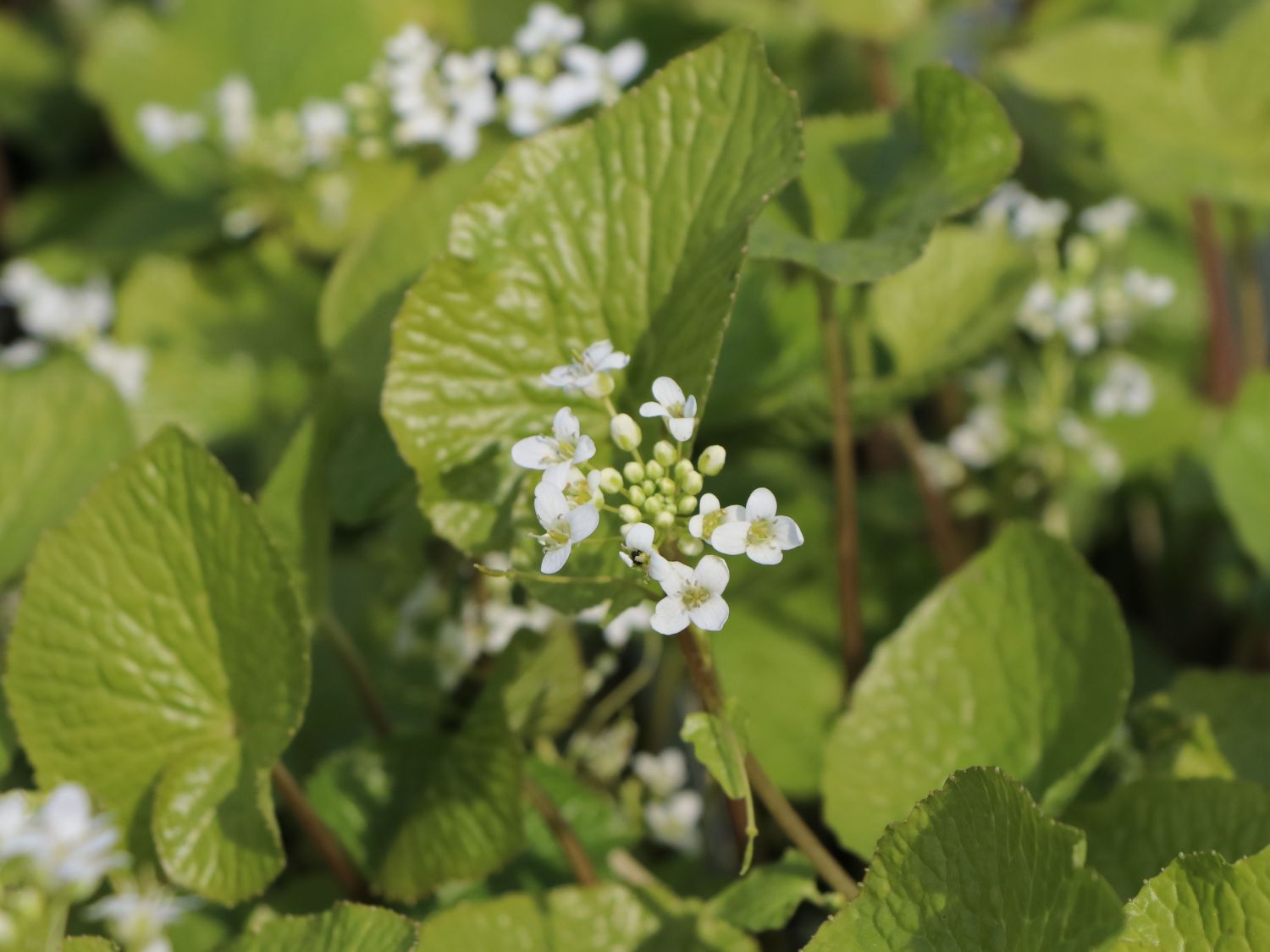 Echte Wasabi / Japanischer Meerrettich - Eutrema japonicum