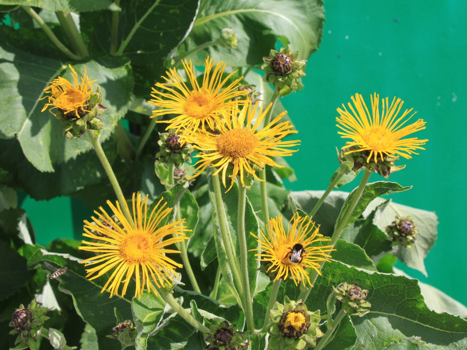 Alante (Inula)