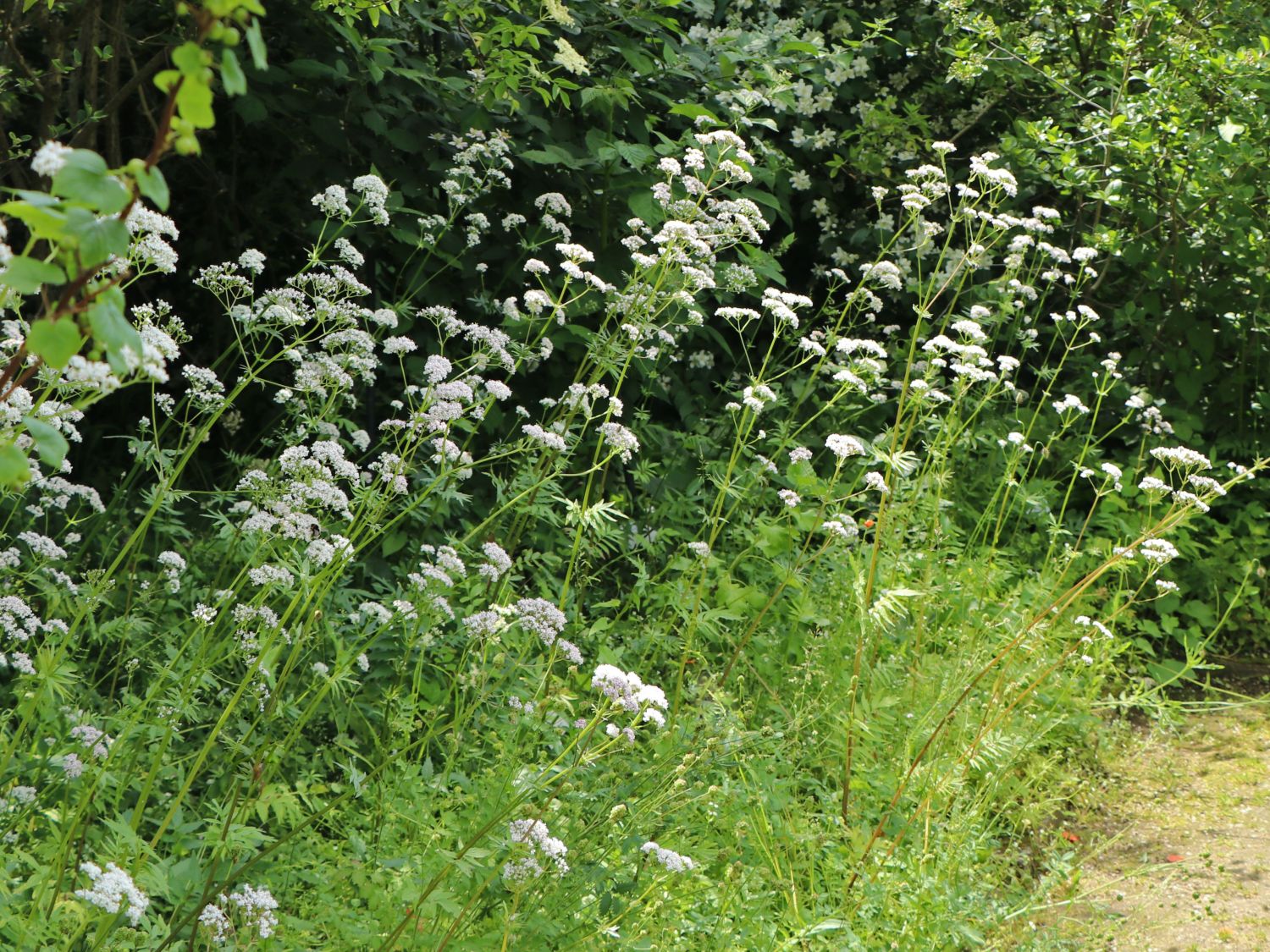 Baldriane (Valeriana)