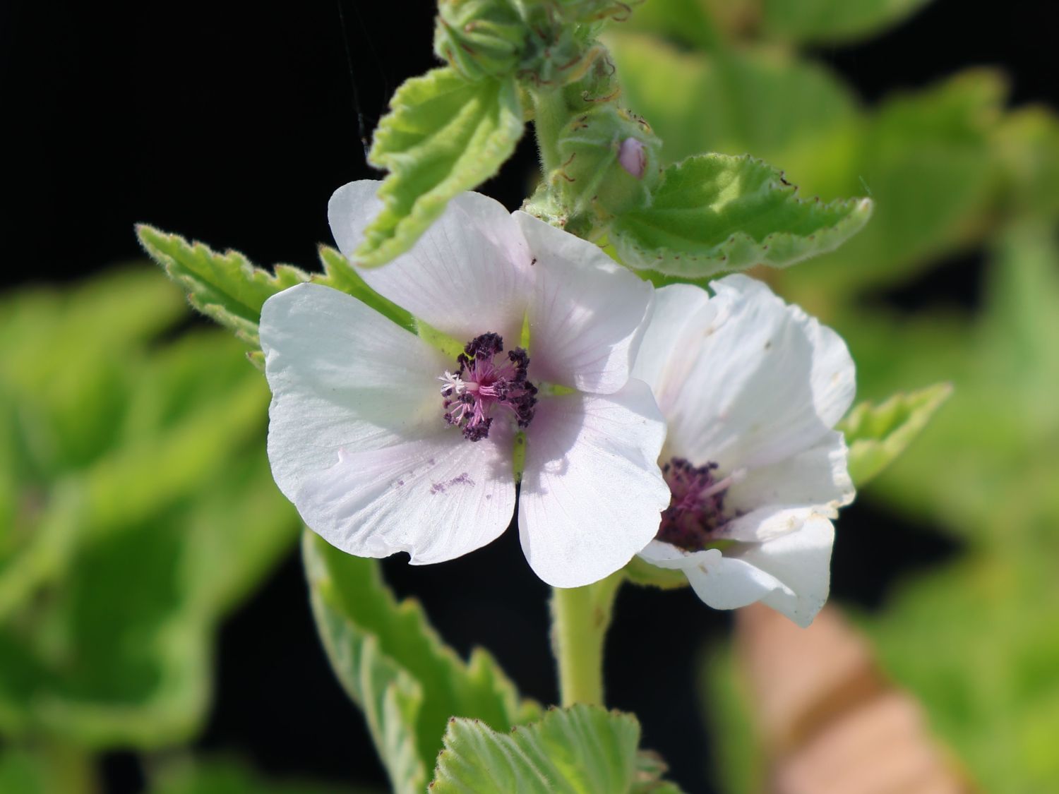 Eibisch (Althaea)