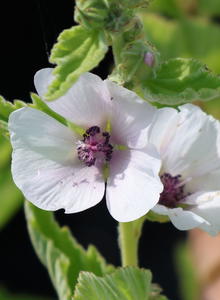 Eibisch (Althaea)
