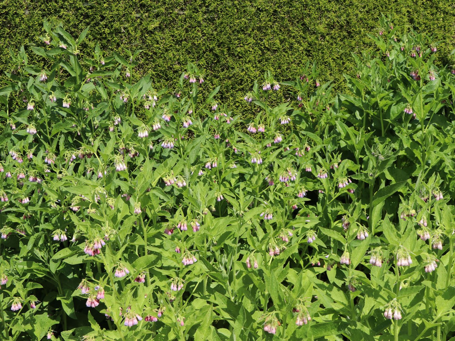 Echter Beinwell - Symphytum officinale