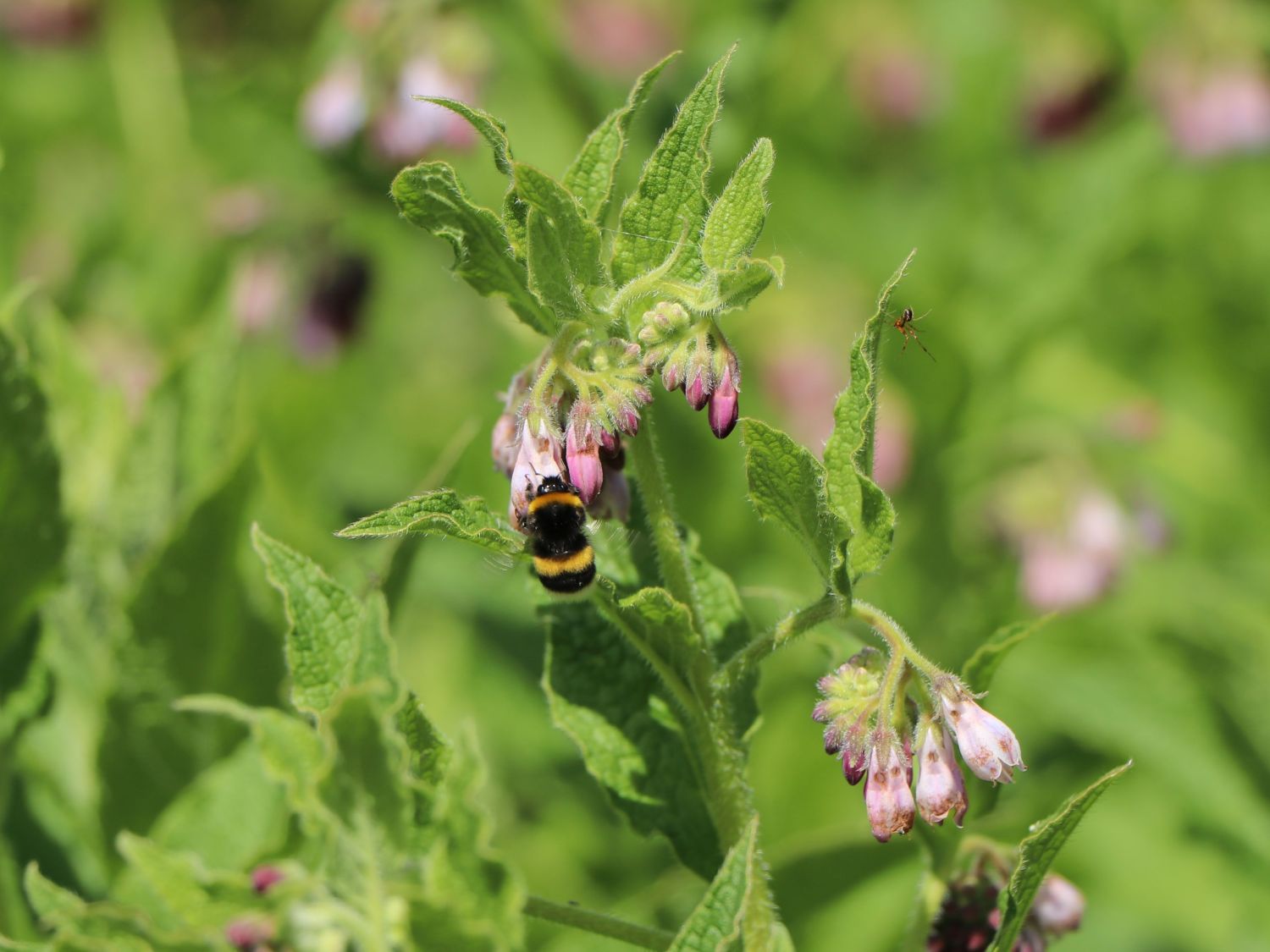 Echter Beinwell - Symphytum officinale