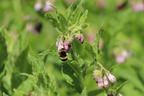 Echter Beinwell - Symphytum officinale
