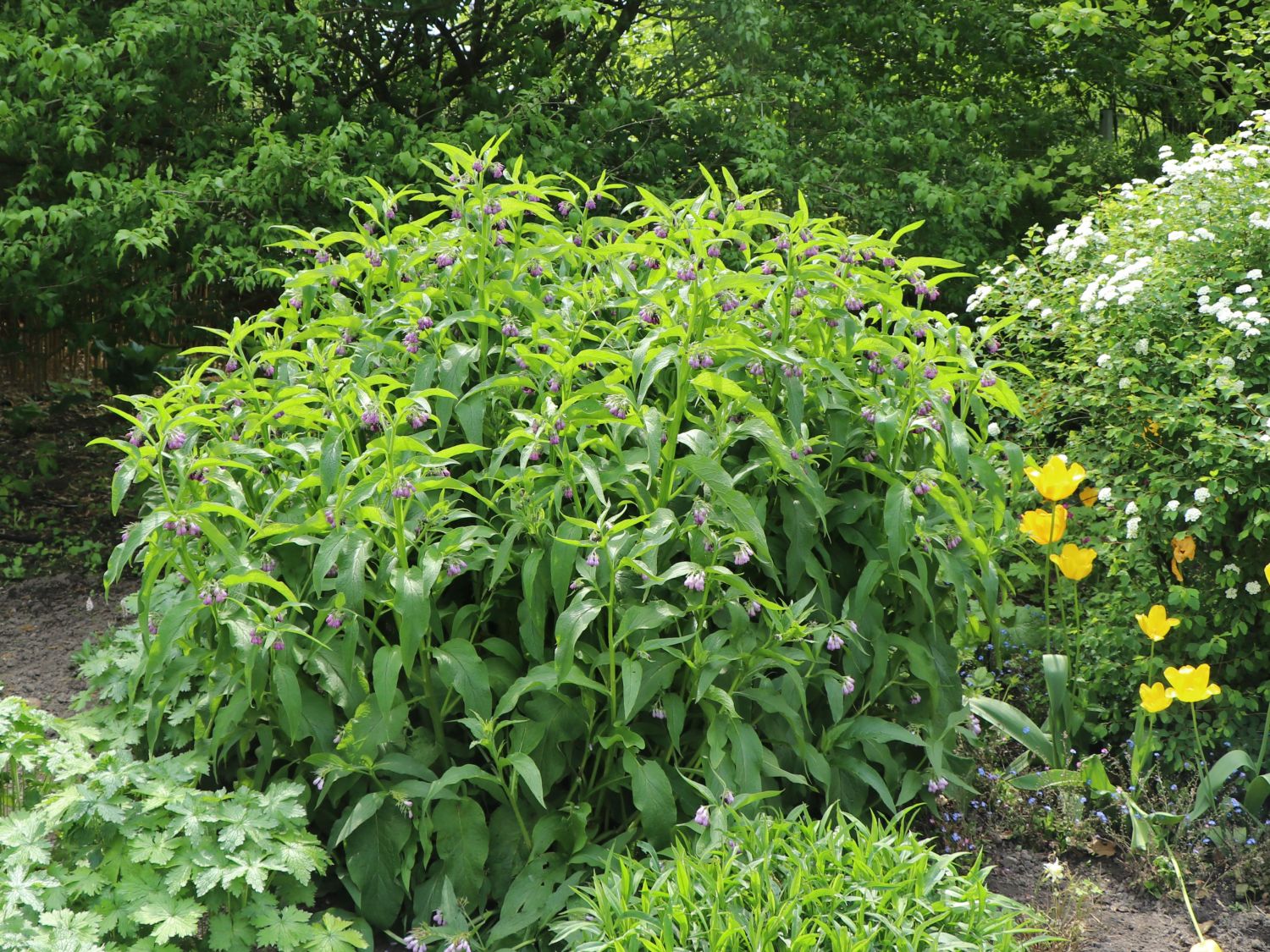 Echter Beinwell - Symphytum officinale