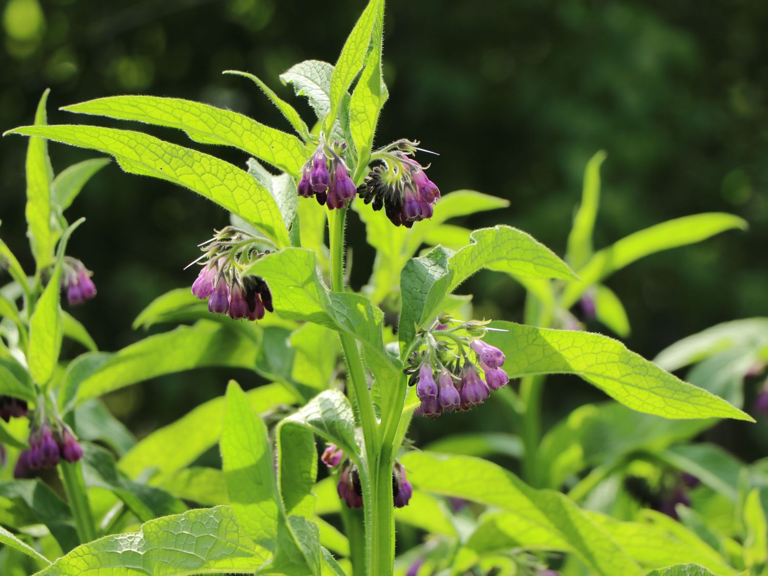 Echter Beinwell - Symphytum officinale