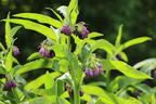 Echter Beinwell - Symphytum officinale