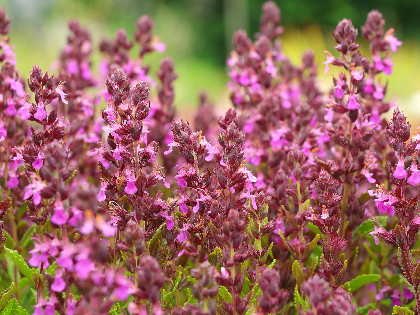 Echter Gamander 'Pain de Sucre' - Teucrium chamaedrys 'Pain de Sucre'