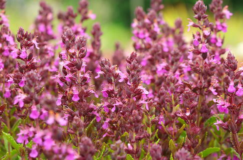 Echter Gamander 'Pain de Sucre' - Teucrium chamaedrys 'Pain de Sucre'