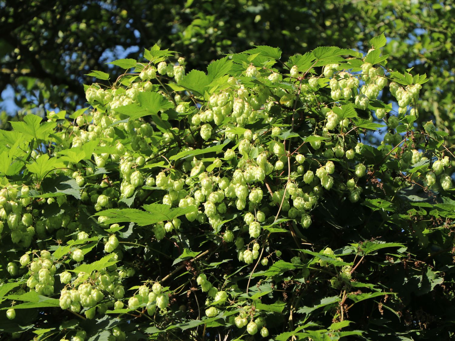 Echter Hopfen / Wilder Hopfen 'Prima Donna' - Humulus lupulus 'Prima Donna'