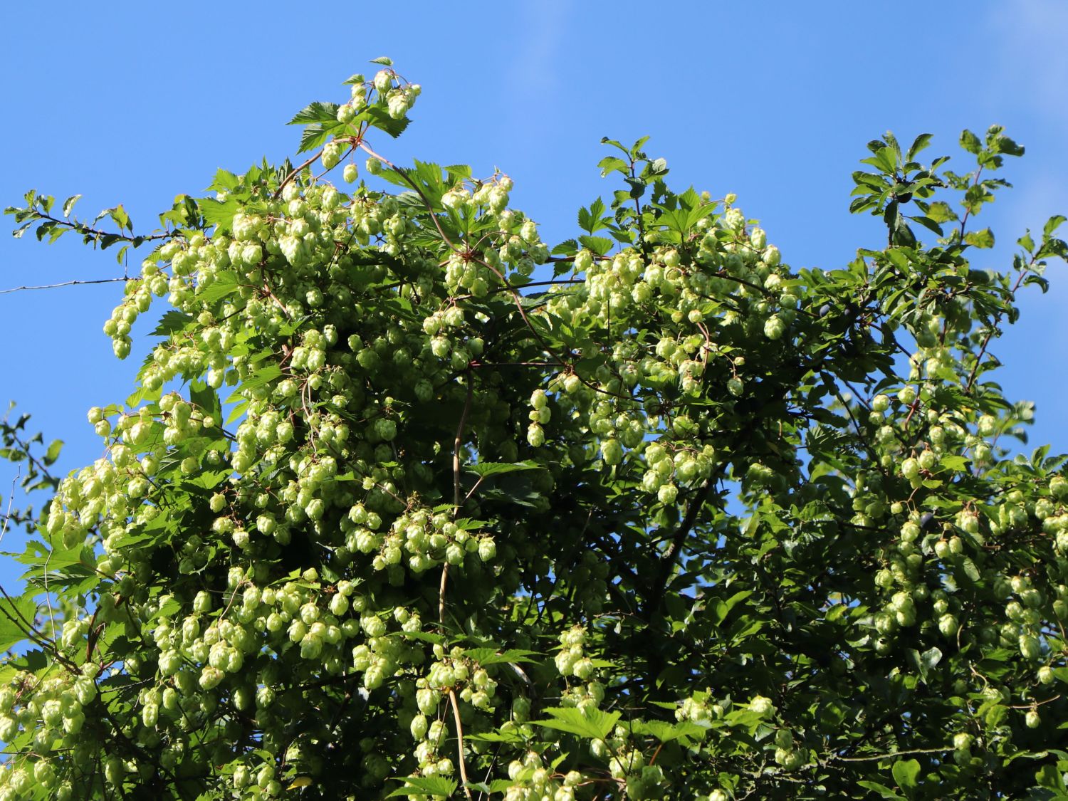 Echter Hopfen / Wilder Hopfen 'Prima Donna' - Humulus lupulus 'Prima Donna'