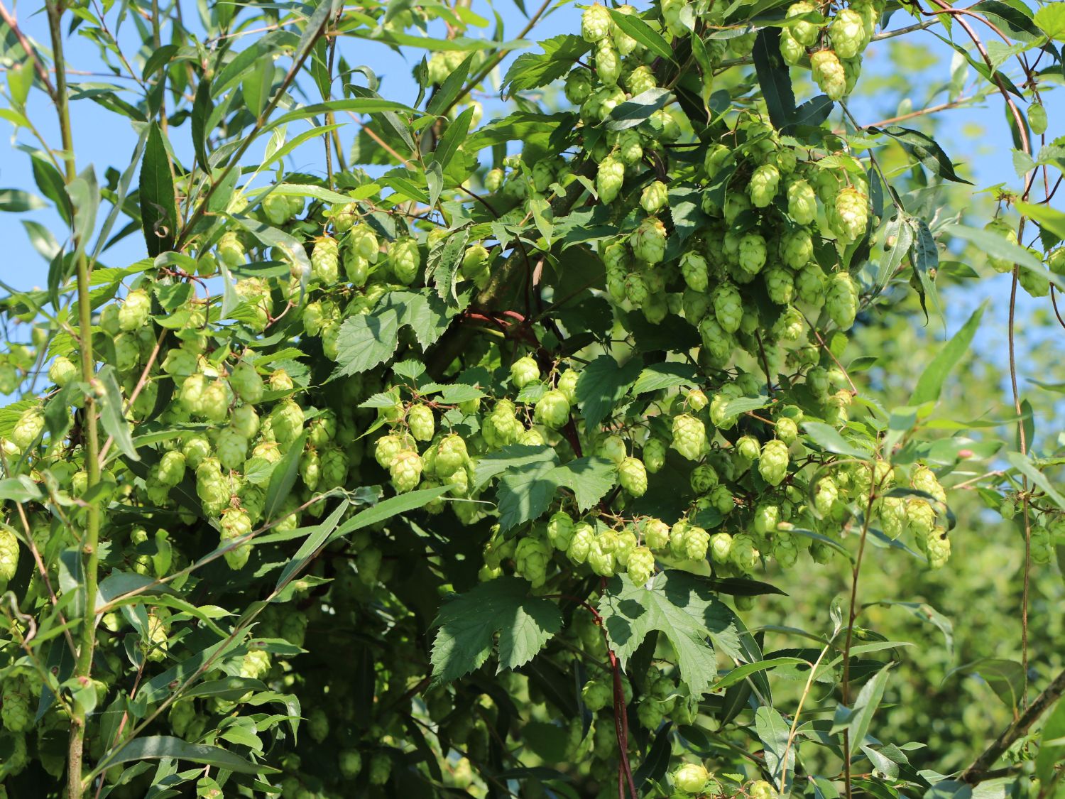 Echter Hopfen / Wilder Hopfen 'Prima Donna' - Humulus lupulus 'Prima Donna'