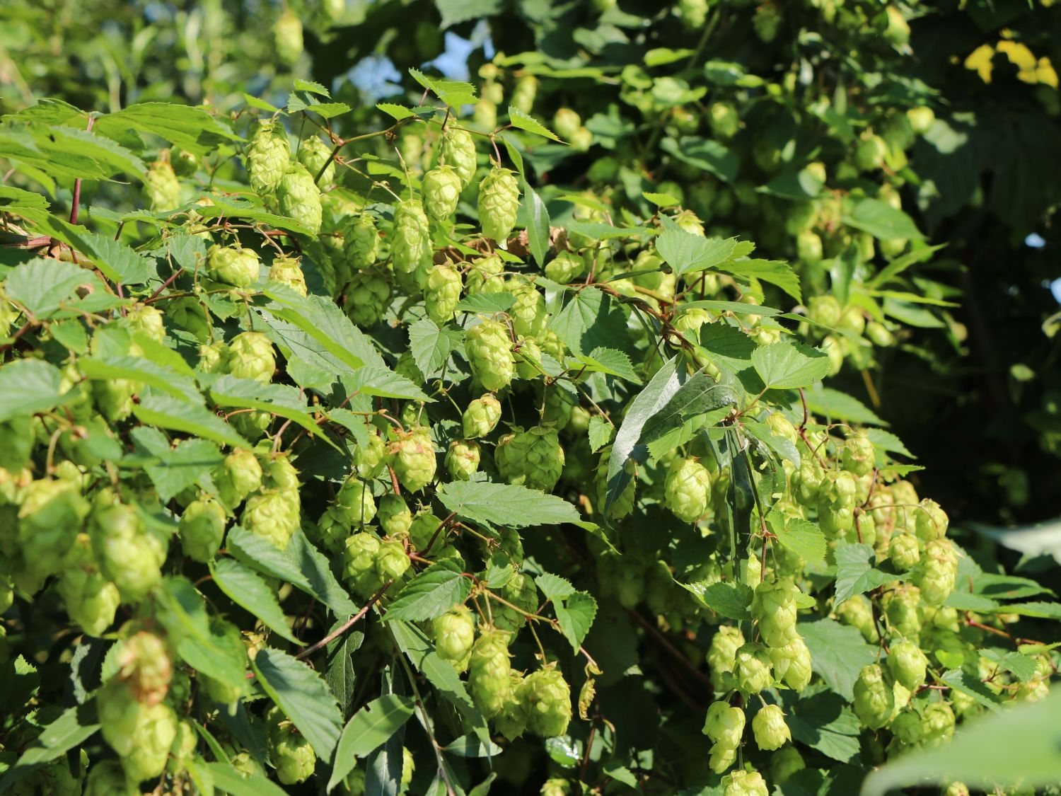 Echter Hopfen / Wilder Hopfen 'Prima Donna' - Humulus lupulus 'Prima Donna'