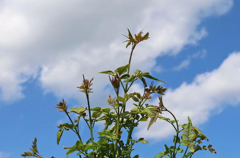 Echter Jasmin - Jasminum officinalis