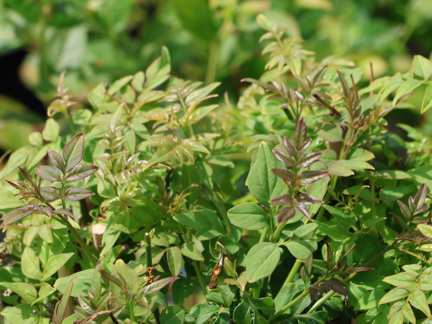 Echter Jasmin Jasminum officinalis Baumschule Horstmann