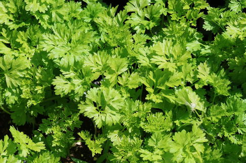 Echter Kerbel - Anthriscus cerefolium