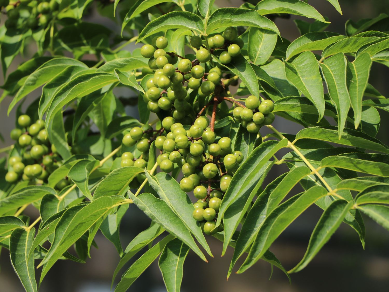 Korkbäume (Phellodendron)