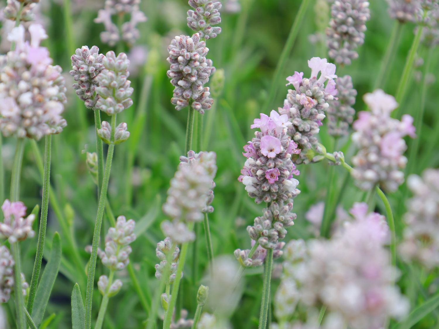 Echter Lavendel Felice (Light Pink)