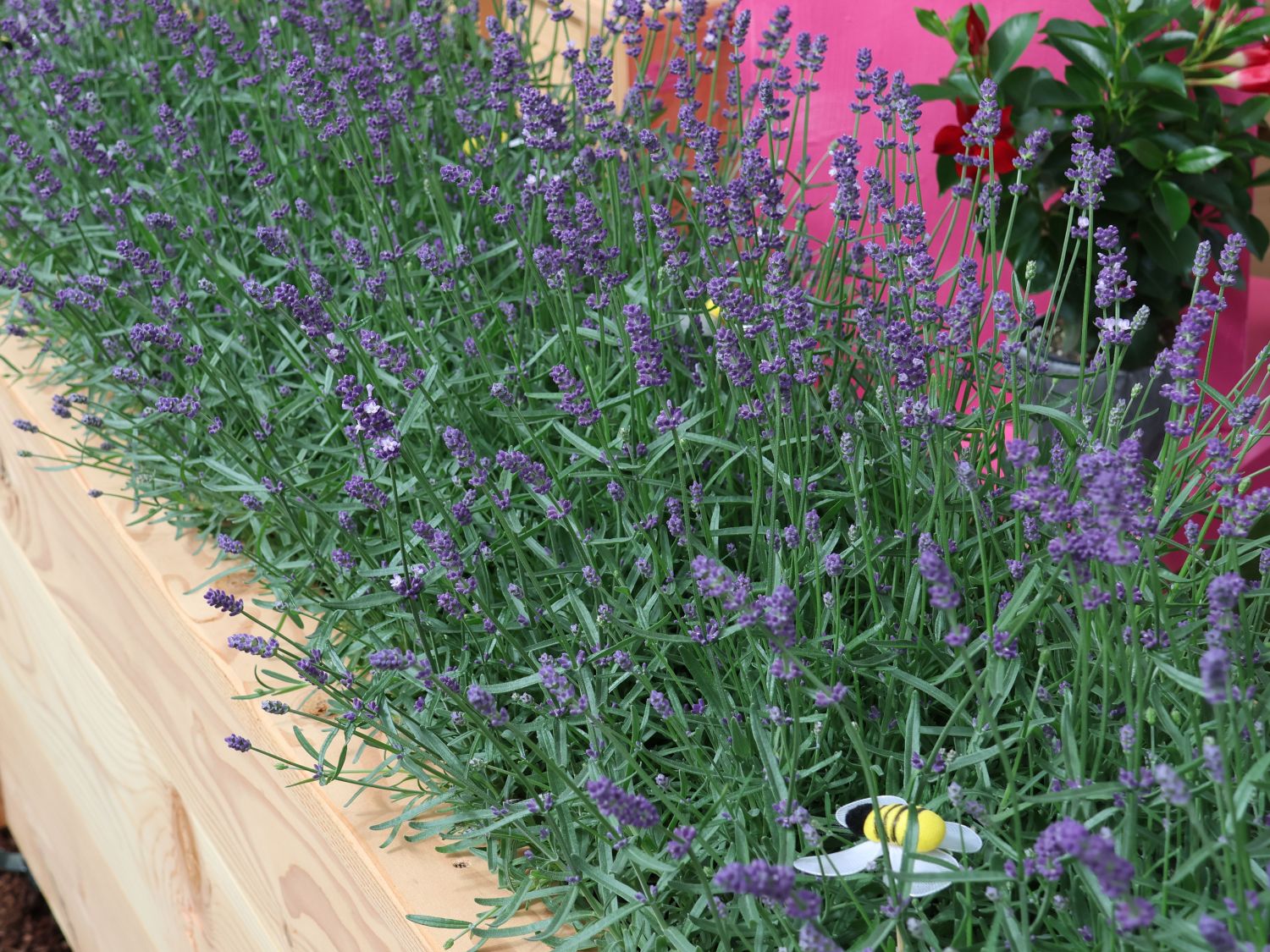 Echter Lavendel Felice (Purple)