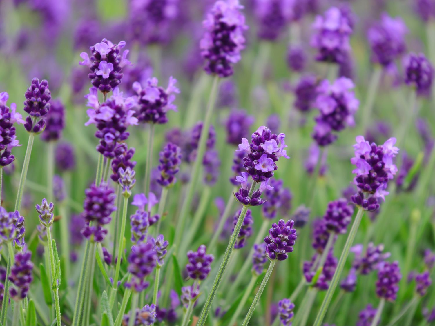 Echter Lavendel Felice (Purple)