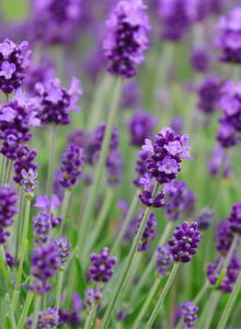 Echter Lavendel Felice (Purple)