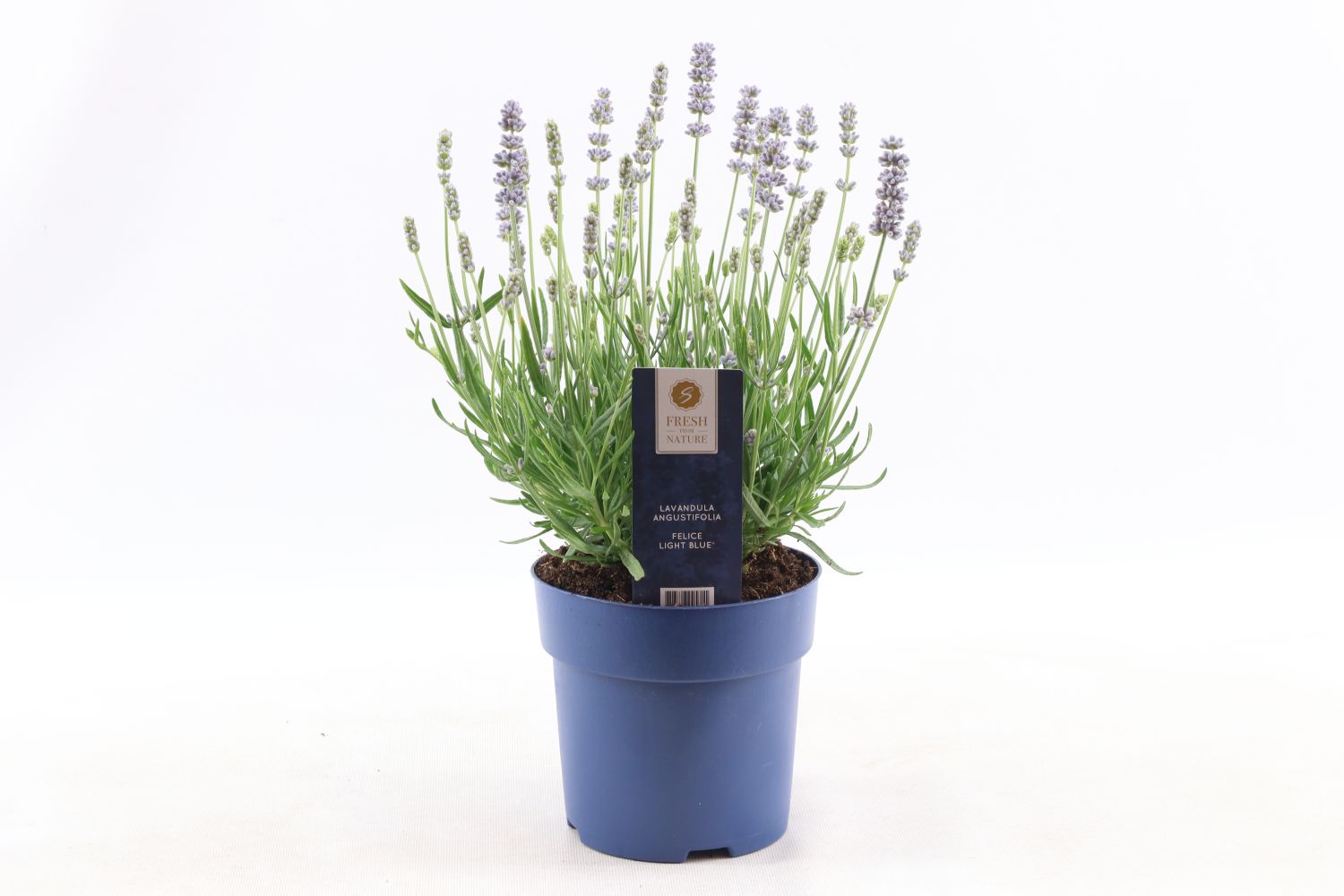 Echter Lavendel Felice (White)