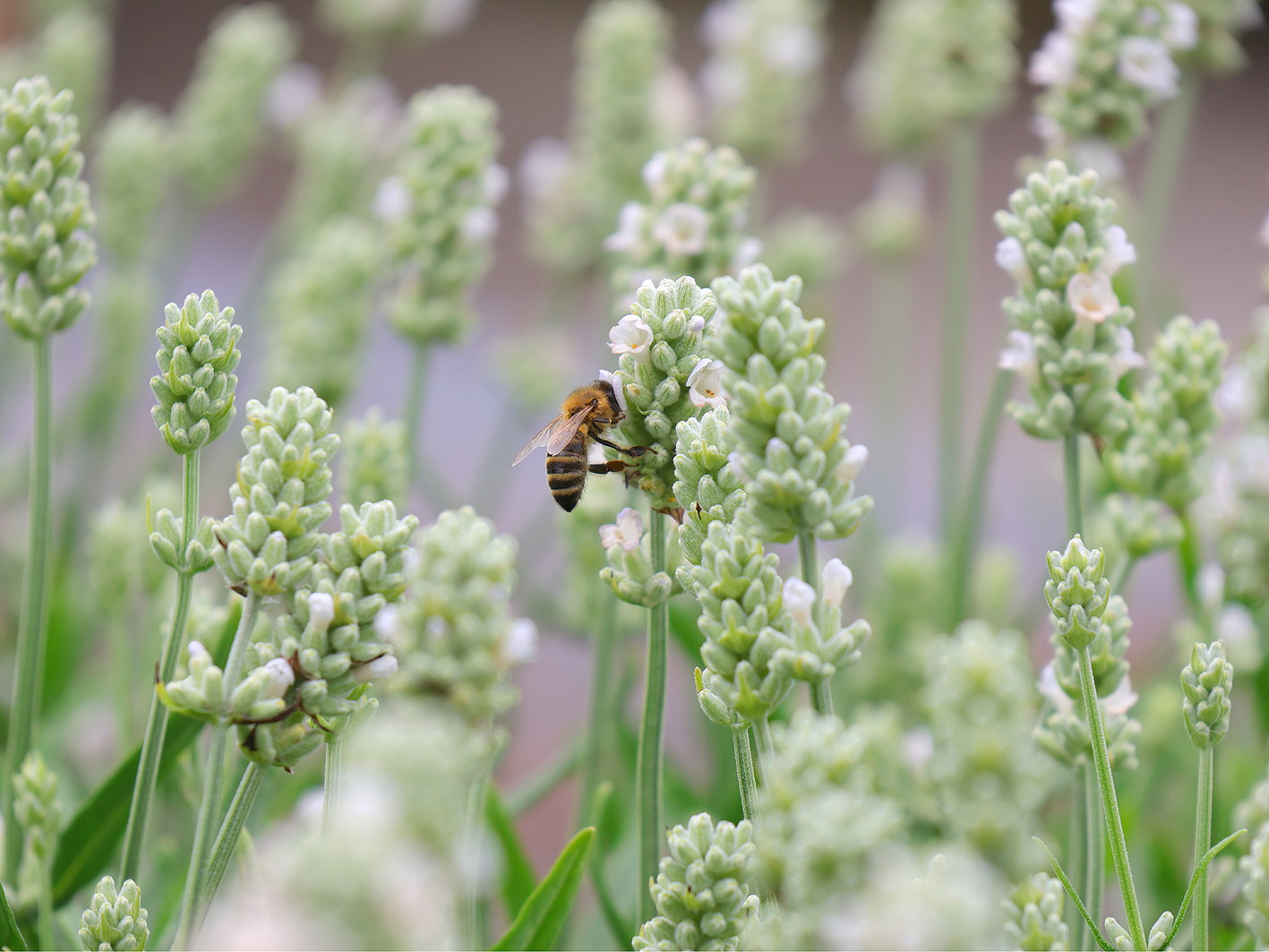 Echter Lavendel Felice (White)