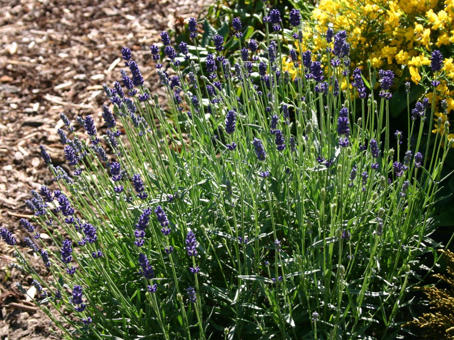 Echter Lavendel - Lavandula angustifolia