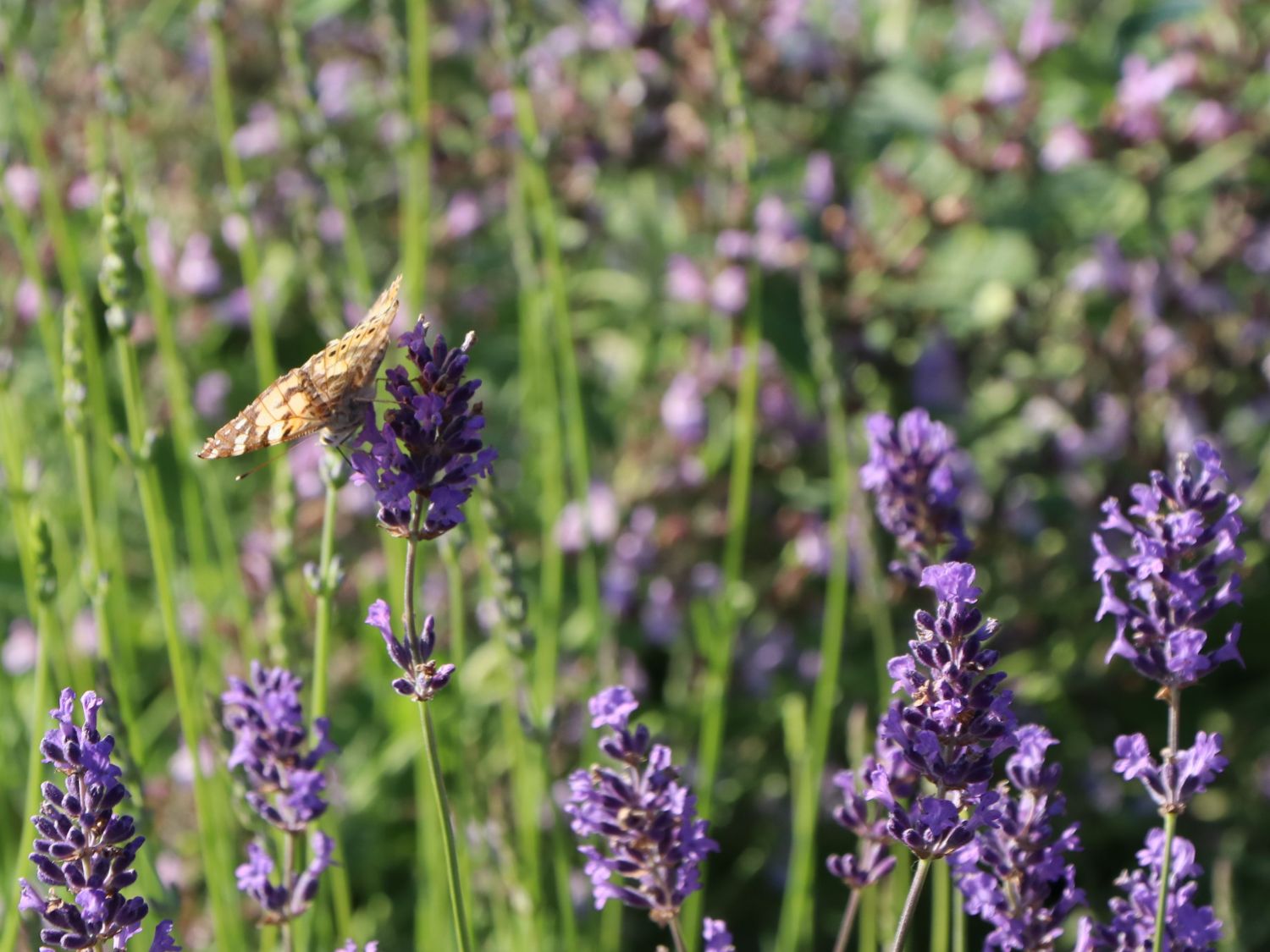 Echter Lavendel - Lavandula angustifolia