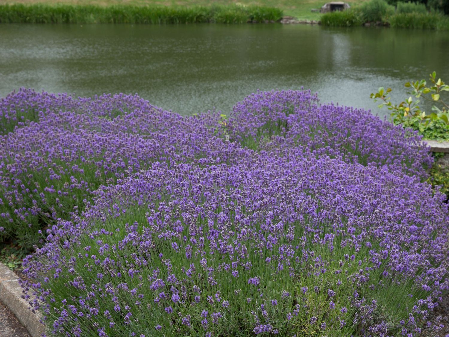 Echter Lavendel - Lavandula angustifolia