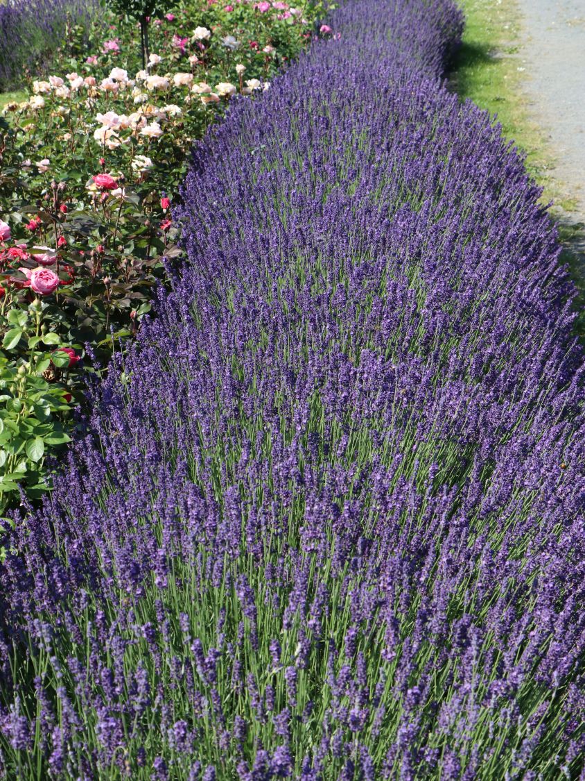 Echter Lavendel - Lavandula angustifolia