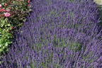 Echter Lavendel - Lavandula angustifolia