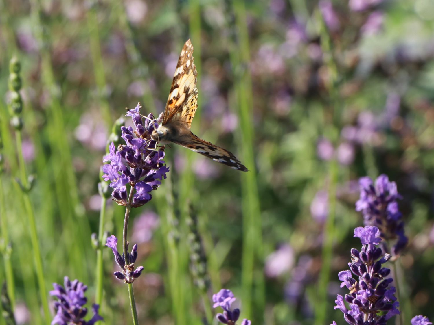 Echter Lavendel - Lavandula angustifolia