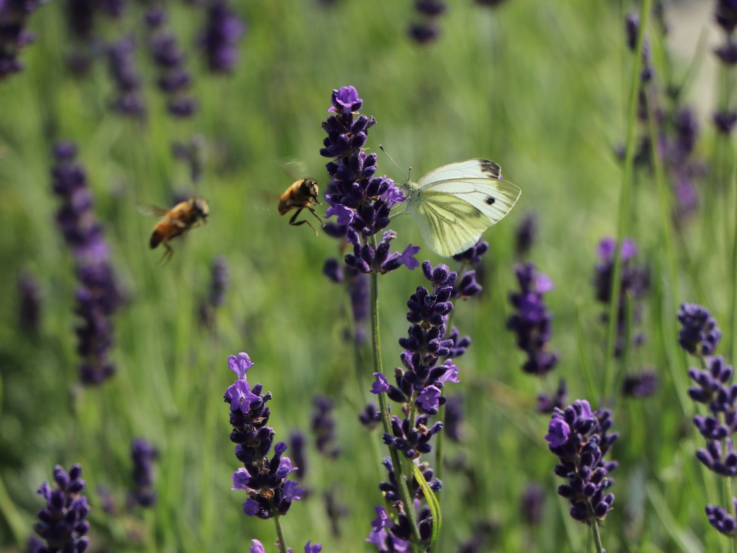 Echter Lavendel - Lavandula angustifolia