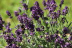 Echter Lavendel - Lavandula angustifolia