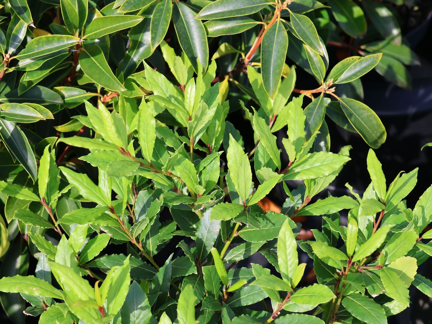 Echter Lorbeer 'LITTLE RAGU' ® - Laurus nobilis 'LITTLE RAGU' ®