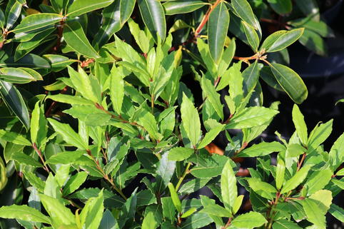 Echter Lorbeer 'LITTLE RAGU' ® - Laurus nobilis 'LITTLE RAGU' ®