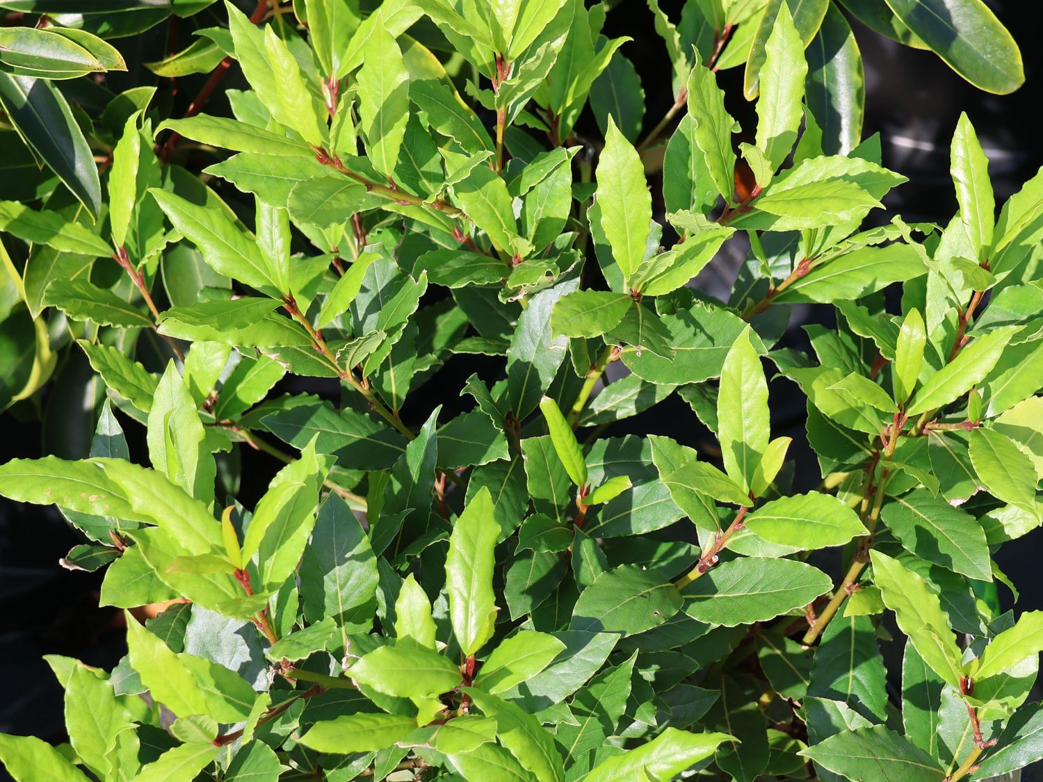 Echter Lorbeer 'LITTLE RAGU' ® - Laurus nobilis 'LITTLE RAGU' ®