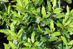 Echter Lorbeer 'LITTLE RAGU' ® - Laurus nobilis 'LITTLE RAGU' ®