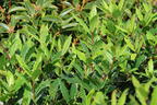 Echter Lorbeer 'LITTLE RAGU' ® - Laurus nobilis 'LITTLE RAGU' ®