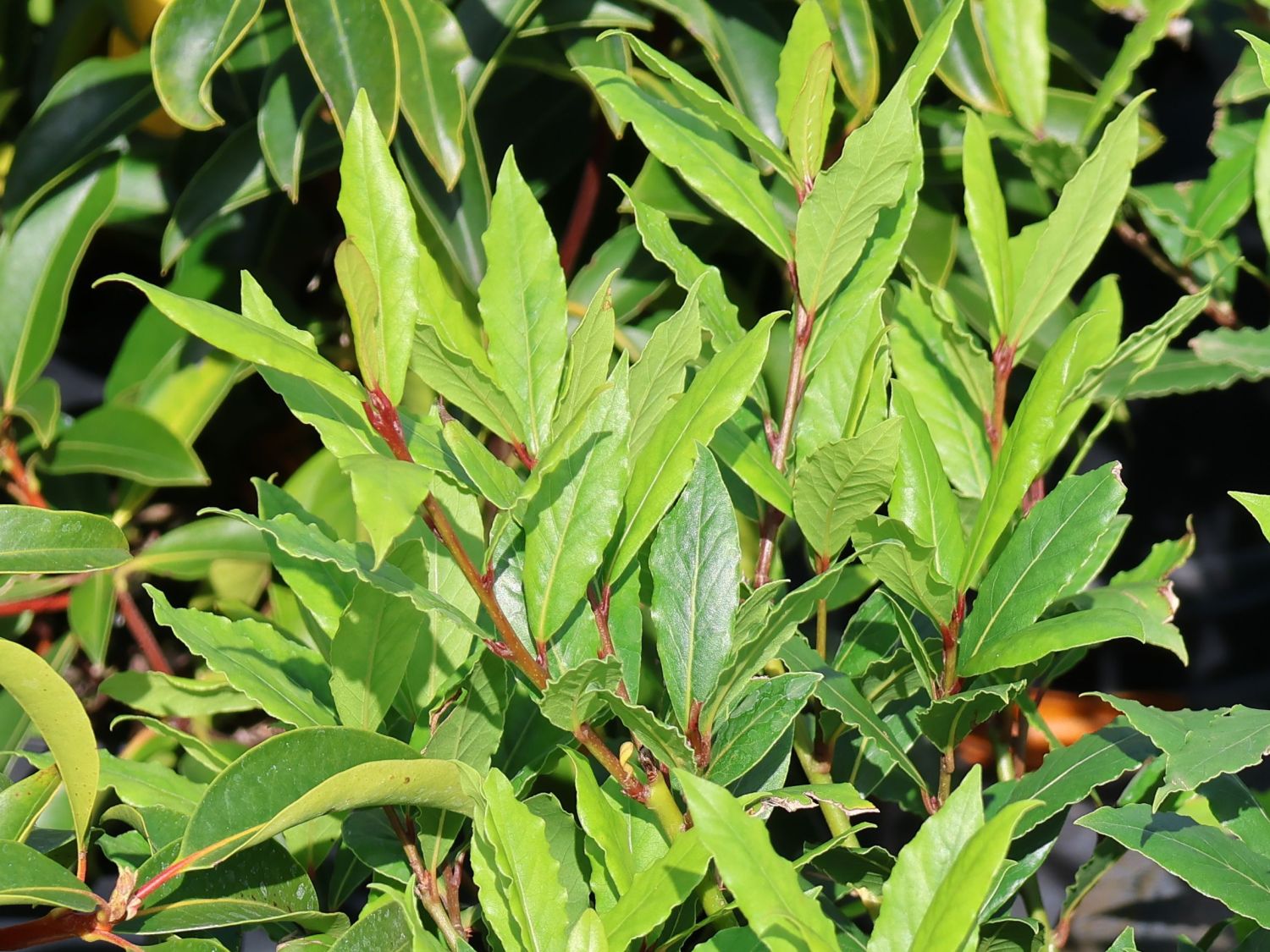 Echter Lorbeer 'LITTLE RAGU' ® - Laurus nobilis 'LITTLE RAGU' ®