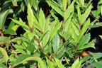 Echter Lorbeer 'LITTLE RAGU' ® - Laurus nobilis 'LITTLE RAGU' ®
